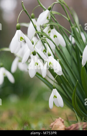 Galanthus 'Magnet'. Snowdrop 'Magnet' Blüte im Februar. Großbritannien Stockfoto