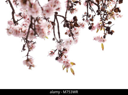 Mandelblüte auf weißem Hintergrund Stockfoto