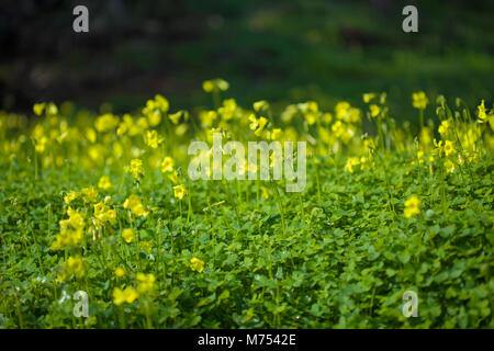 Gelbe Blumen von Oxalis pes-caprae, Bermuda buttercup, invasive Arten und schädliche Unkraut Stockfoto