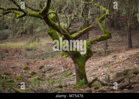 Alter Baum im Moos bedeckt, Las Cumbres, höchste Gegenden von Gran Canaria Stockfoto