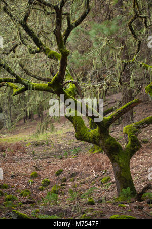 Alter Baum im Moos bedeckt, Las Cumbres, höchste Gegenden von Gran Canaria Stockfoto