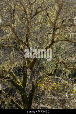 Alter Baum im Moos bedeckt, Las Cumbres, höchste Gegenden von Gran Canaria Stockfoto