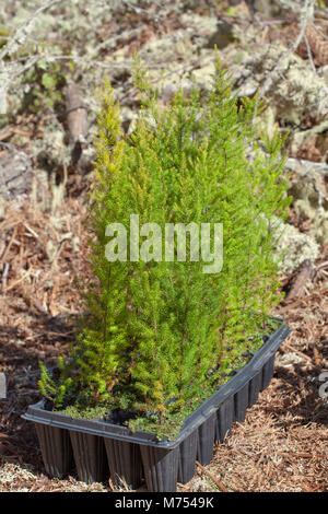 Wiederaufforstung auf Gran Canaria - kleine Pflanzen von erica arborea für die Aussaat vorbereitet Stockfoto