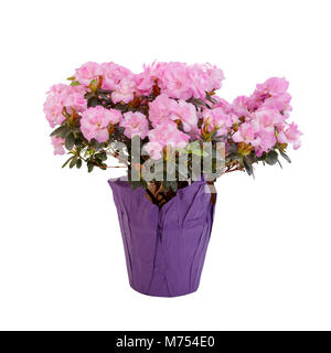 Der Florist Topfpflanzen Rosa Azalee. Stockfoto