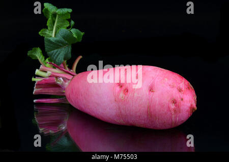 Die frischen rosa Rettich für das Kochen im Studio in schwarzen Hintergrund Stockfoto