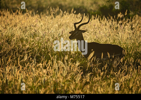 Impala - Aepyceros melampus, kleine schnelle Antilope aus der afrikanischen Savanne, Tsavo National Park und Taita Hills Reservat, Kenia. Stockfoto