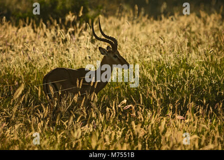 Impala - Aepyceros melampus, kleine schnelle Antilope aus der afrikanischen Savanne, Tsavo National Park und Taita Hills Reservat, Kenia. Stockfoto