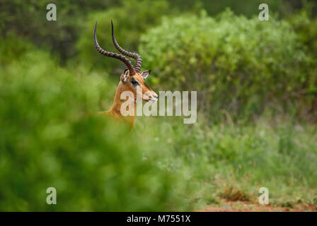 Impala - Aepyceros melampus, kleine schnelle Antilope aus der afrikanischen Savanne, Tsavo National Park und Taita Hills Reservat, Kenia. Stockfoto