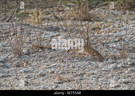 Erdmännchen, ihr Baby zu füttern. Etosha Namibia. Stockfoto