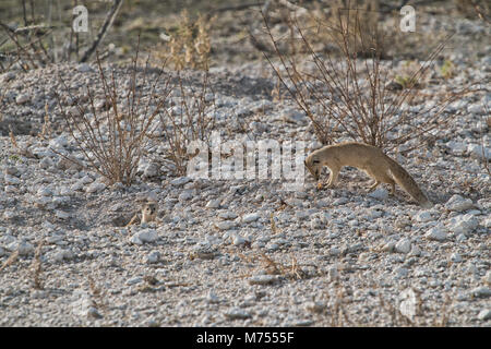 Erdmännchen, ihr Baby zu füttern. Etosha Namibia. Stockfoto