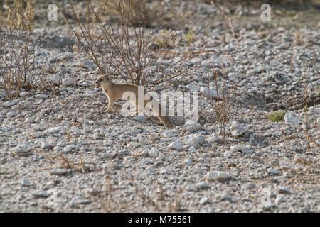 Erdmännchen, ihr Baby zu füttern. Etosha Namibia. Stockfoto