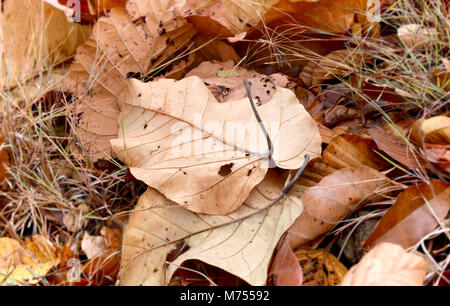 Trockene Blätter im Herbst Saison Stockfoto