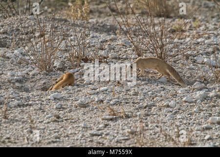 Erdmännchen, ihr Baby zu füttern. Etosha Namibia. Stockfoto