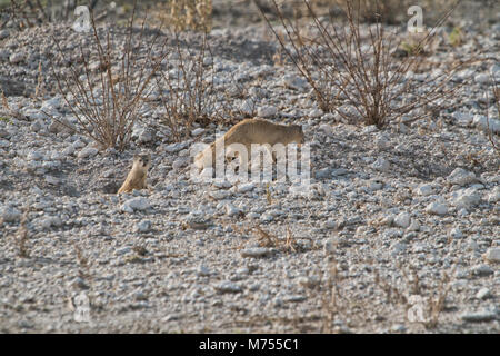 Erdmännchen, ihr Baby zu füttern. Etosha Namibia. Stockfoto