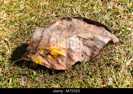 Trockene Blätter auf dem Boden Stockfoto