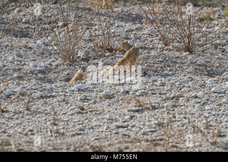 Erdmännchen, ihr Baby zu füttern. Etosha Namibia. Stockfoto