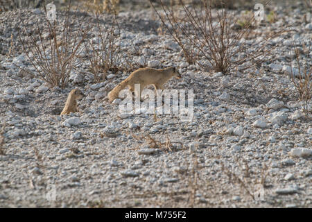 Erdmännchen, ihr Baby zu füttern. Etosha Namibia. Stockfoto