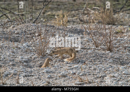 Erdmännchen, ihr Baby zu füttern. Etosha Namibia. Stockfoto