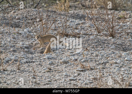 Erdmännchen, ihr Baby zu füttern. Etosha Namibia. Stockfoto