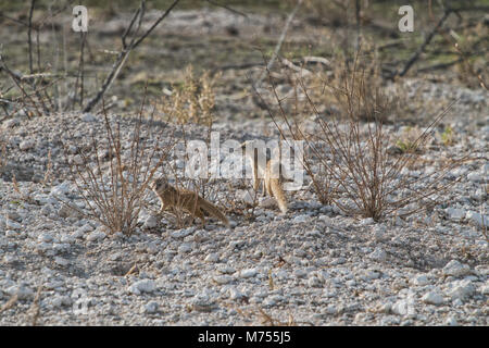 Erdmännchen, ihr Baby zu füttern. Etosha Namibia. Stockfoto