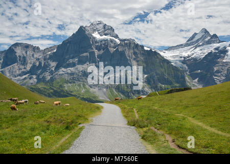 Grasende Kühe in der Nähe von Grindelwald First in der Schweiz unter der majestätischen Wetterhorn Stockfoto