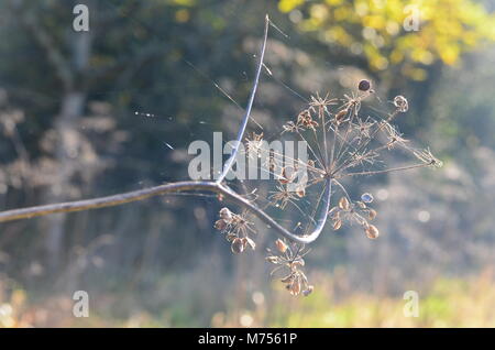 Am frühen Morgen Spinnweben Stockfoto