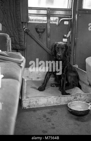 1941. Weltkrieg Deutsche Armee Soldaten Hund auf Zug, Deutschland Stockfoto