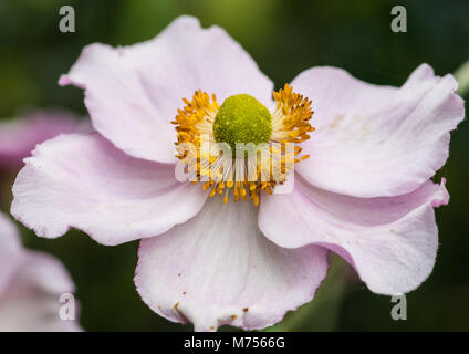 Eine Makroaufnahme eines japanischen Anemone. Stockfoto