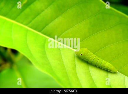 Das grüne Blatt und der kleine grüne Wurm der Gemeinsamen jay Schmetterling im Rahmen mit Platz für Text im Freien bewölkt und regnerisch Beleuchtung. Stockfoto