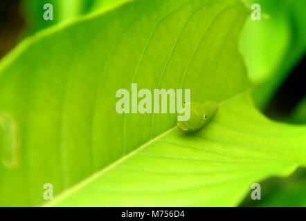 Das grüne Blatt und der kleine grüne Wurm der Gemeinsamen jay Schmetterling im Rahmen mit Platz für Text im Freien bewölkt und regnerisch Beleuchtung. Stockfoto