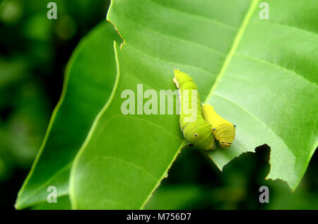 Das grüne Blatt und der kleine grüne Wurm der Gemeinsamen jay Schmetterling im Rahmen mit Platz für Text im Freien bewölkt und regnerisch Beleuchtung. Stockfoto