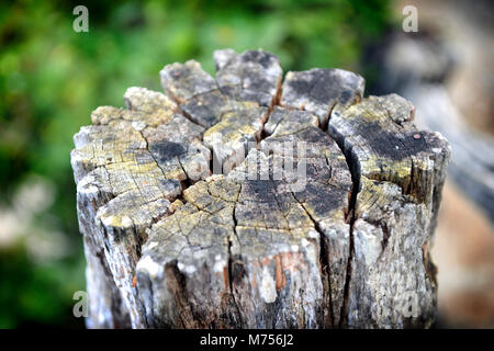 Sehr alter Baumstumpf Holz post Stockfoto