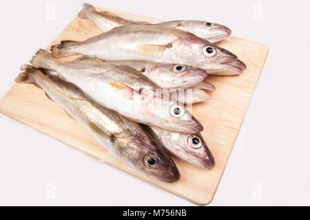 Whiting-Merlangius merlangus - von Chesil Beach in Dorset UK gefangen. Sie waren einst die ungültige Fisch bezeichnet, da sie leicht durch die schlecht verdaut wurden. Stockfoto