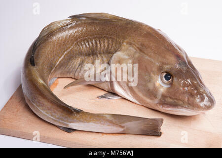 Eine Cod-Gadus Morhua - dass gefangen hat Strand Angeln mit Rute und Linie im Herbst von Chesil Beach in Dorset England UK GB Stockfoto