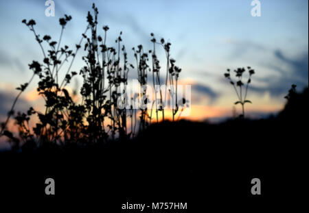 Blured die Silhouette Bild der Berg pflanzen auf den Sonnenuntergang Zeit schwarze Schatten kein Detail mit Sonnenuntergang im Hintergrund Stockfoto