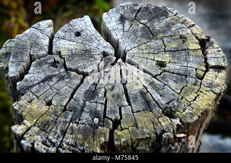 Textur von sehr alter Baumstumpf Holz post Stockfoto