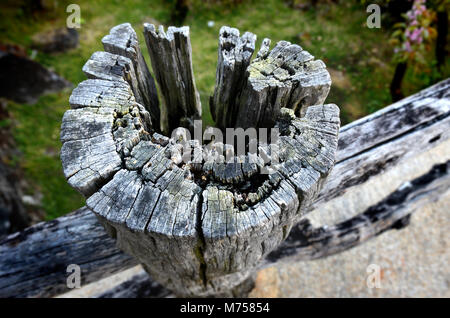 Textur von sehr alter Baumstumpf Holz post Stockfoto