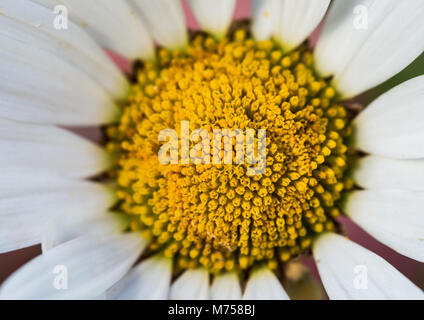 Eine Makroaufnahme der gelben Zentrum eines oxeye Daisy. Stockfoto