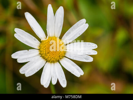 Eine Makroaufnahme eines nassen oxeye daisy Blüte Stockfoto