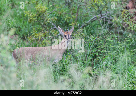 Grey Duiker, aka Common Duiker oder Bush Duiker, Sylvicapra grimmia, im langen Gras im Krüger NP, Südafrika Stockfoto