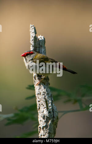 Rot der tiefsten Fink, Noechmia temporalis in Feuchtgebieten, Ja, Victoria, Australien Stockfoto