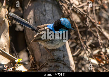 Super Fairy Wren, Malurus cyaneus in Feuchtgebieten, Ja, Victoria, Australien Stockfoto