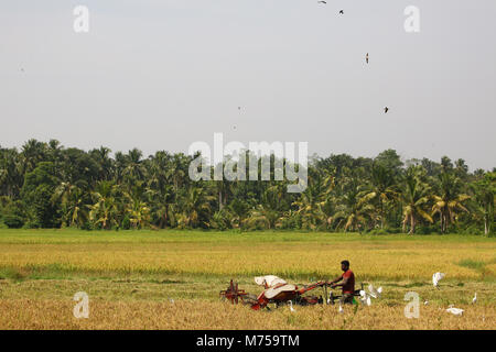 Kaduwela, Sri Lanka. 22 Feb, 2018. Ein Mähdrescher an der Reisfelder, während der Erntezeit in Colombo, Sri Lanka Februar 22, 2018 Credit: Pradeep Dambarage/Pacific Press/Alamy leben Nachrichten Stockfoto