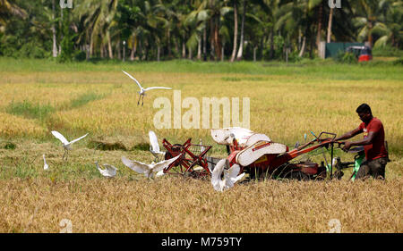 Kaduwela, Sri Lanka. 22 Feb, 2018. Ein Mähdrescher an der Reisfelder, während der Erntezeit in Colombo, Sri Lanka Februar 22, 2018 Credit: Pradeep Dambarage/Pacific Press/Alamy leben Nachrichten Stockfoto