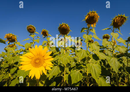 Das neue Zicklein auf dem Block in ein Sonnenblumenfeld in den Neu-england Tablelands im Norden von New South Wales in Australien. Stockfoto