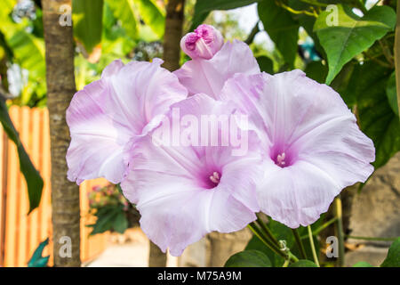 Morning Glory Baum oder Ipomoea Dryas schönen weißen und rosa Blüten hell Stockfoto