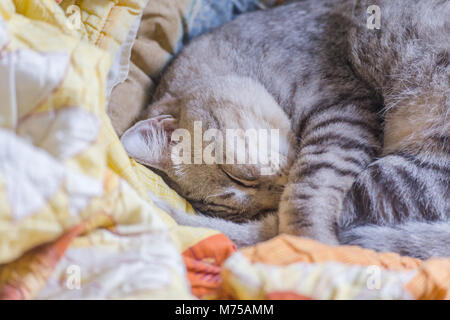 American Shorthair Katzen schlafen in der Decke am Sonntag Morgen, selektiver Fokus, vintage Foto und Film Stil. Stockfoto