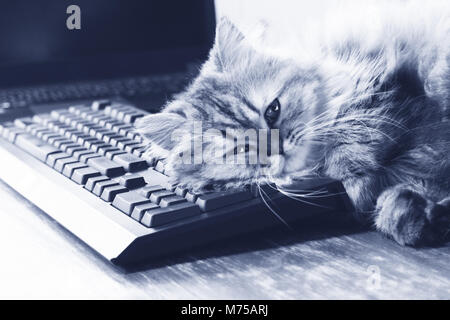 Faul chinchilla Perser Kätzchen Katze Schlaf über schwarze Tastatur und Notebook auf hölzernen Tisch im Home Office am Montag Morgen. blau Stockfoto