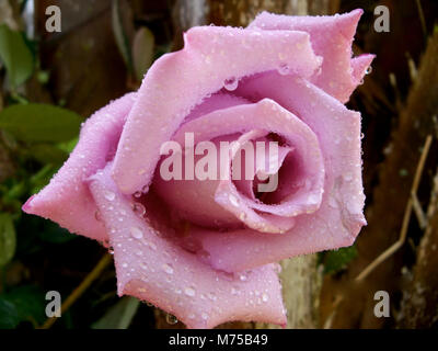 Rosa Rose gegen eine Palme Stockfoto