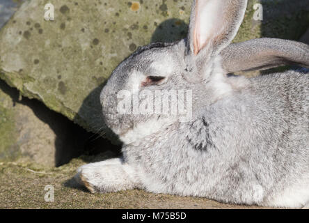 Reinrassige Kaninchen belgische Riesen ruhen draußen in der Sonne, selektiven Fokus Stockfoto